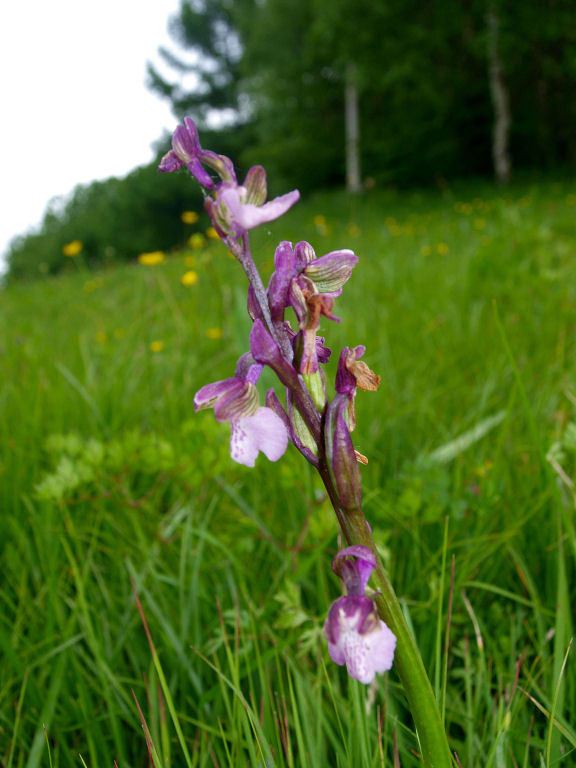 Dubbi du due orchidee